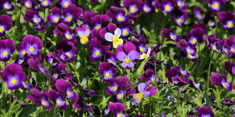 violette selvatiche commestibili, le proprietà